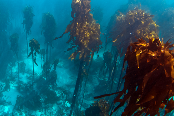 SAS Group adquiere Afrikelp, reforzando la cartera de Stirling Square en el sector tecnológico