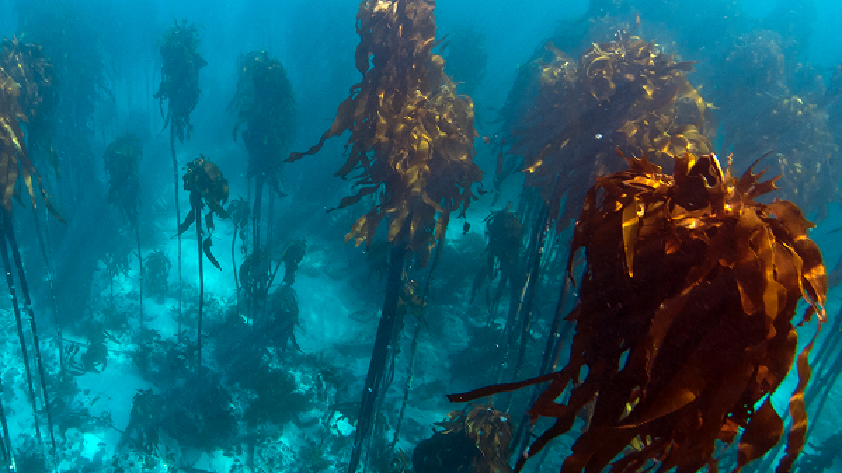 SAS Group adquiere Afrikelp, reforzando la cartera de Stirling Square en el sector tecnológico