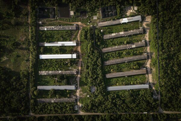 Cenotes de Yucatán en peligro: la contaminación por granjas de cerdos afecta a comunidades mayas.