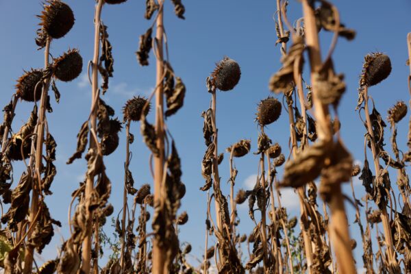 Análisis del verano más letal en Europa: 50.000 muertes atribuibles a olas de calor