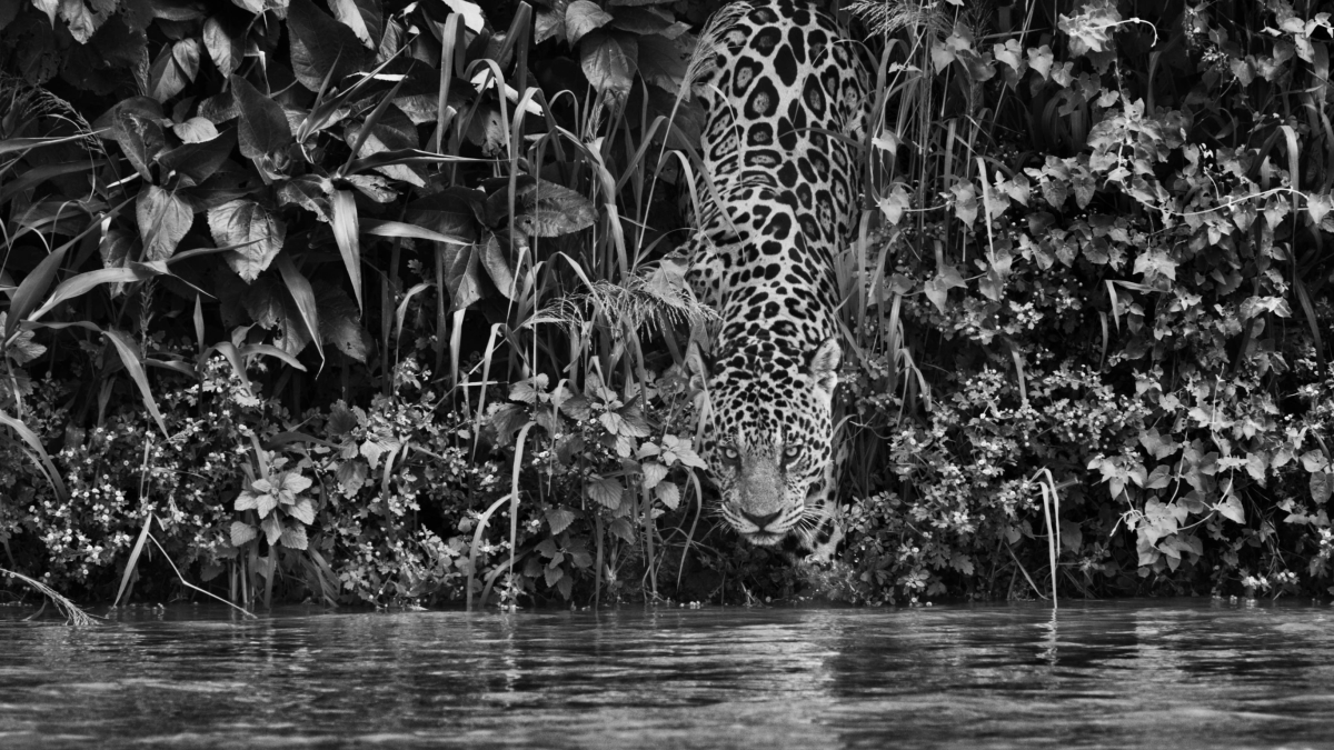 El impacto ambiental de Sebastião Salgado en la conservación de ecosistemas acuáticos